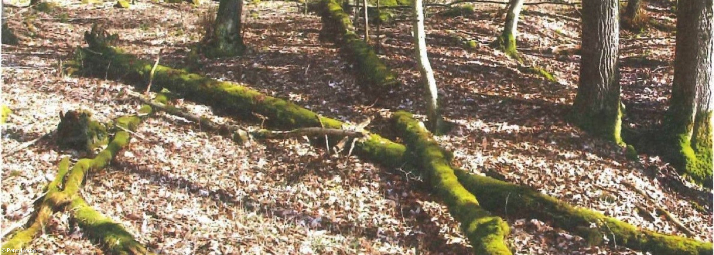Beispielbild: Naturnahe Bewirtschaftung