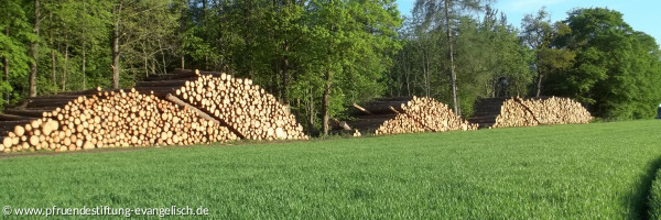 Holzstapel vor dem Wald