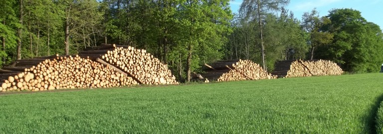 Holzstapel vor dem Wald