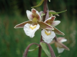 Sumpf-Stendelwurz-Orchideenart